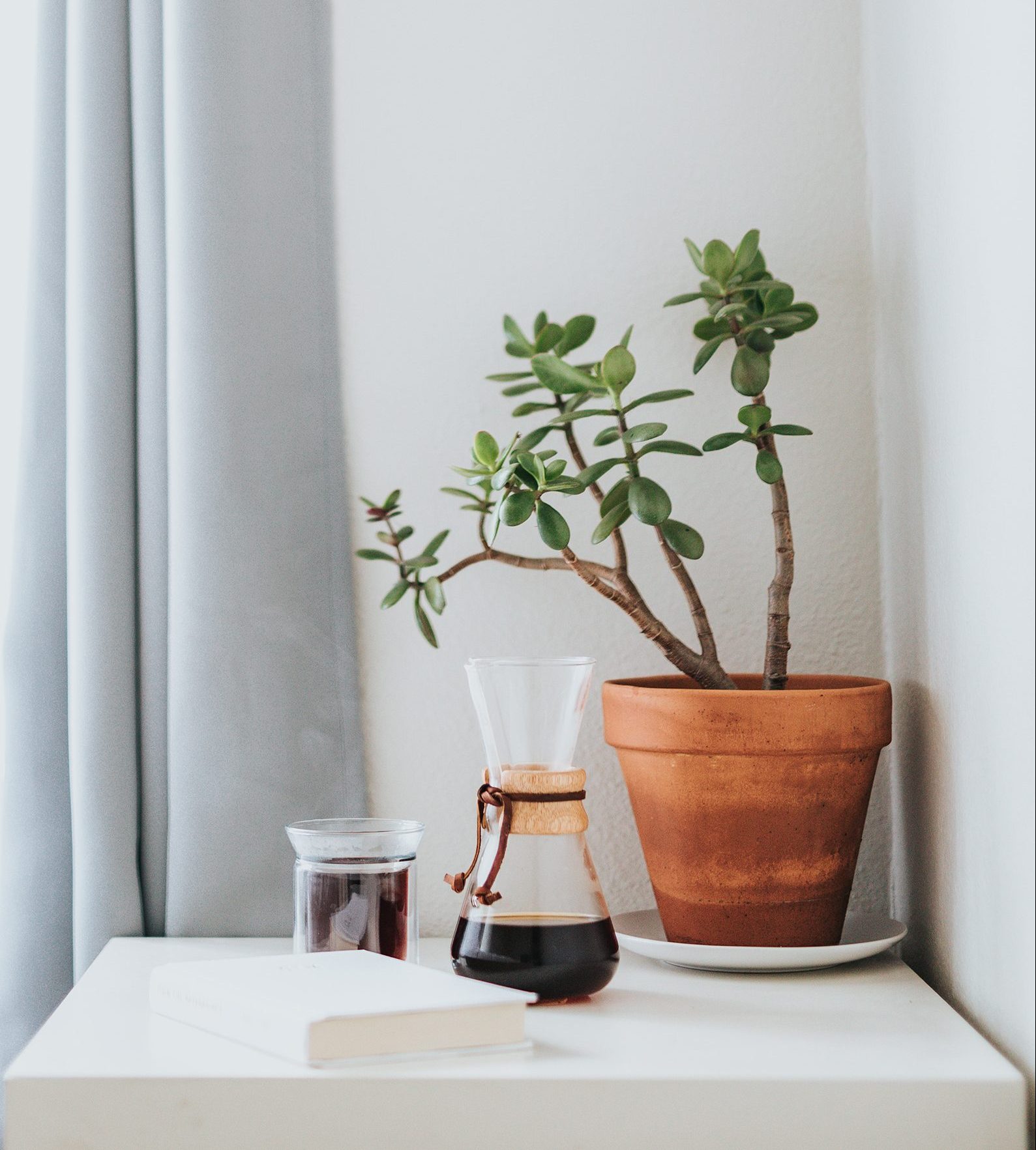 Coffee and plant