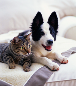 dog-and-cat